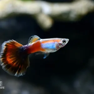 Guppy „Red Queen“ (Poecilia reticulata) Zertifiziert